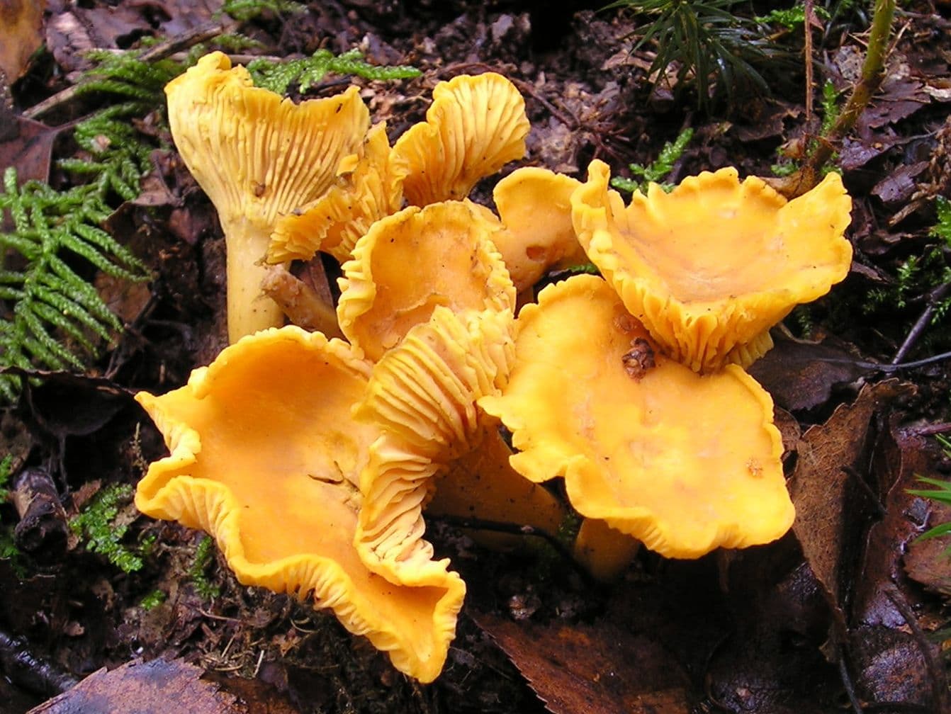 Pfifferling (Cantharellus cibarius) - essbar