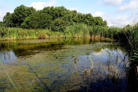 Schlammwiss nature reserve, source: Schlammwiss website