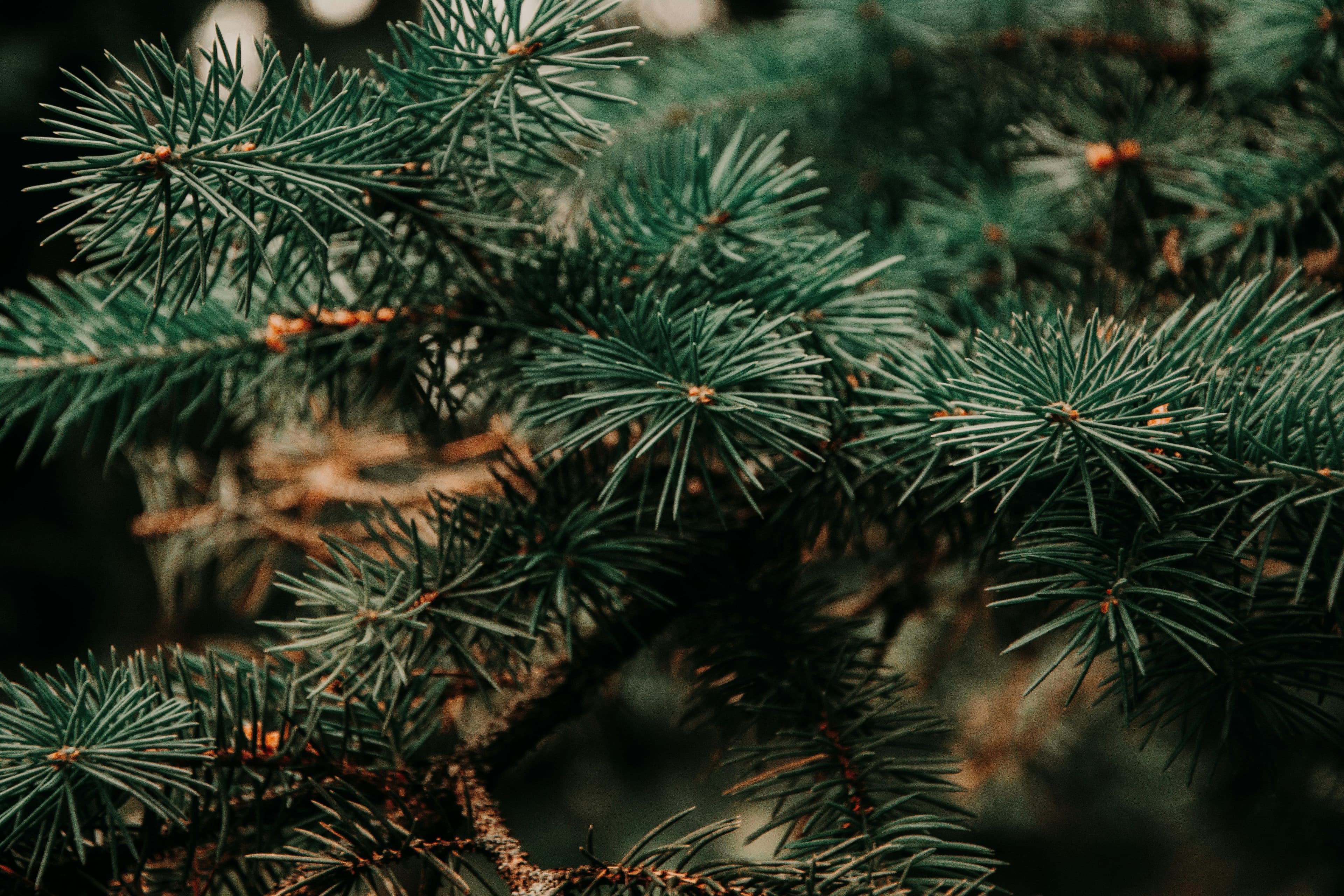 Where to buy a Christmas tree in Luxembourg and how to dispose of it afterwards