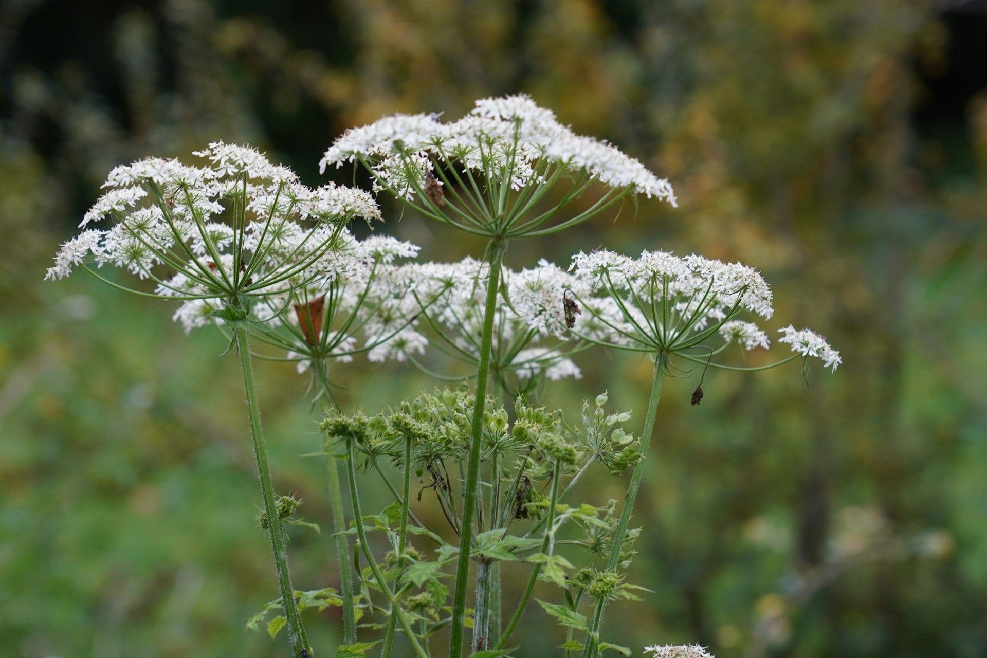 Hogweed in Luxembourg
