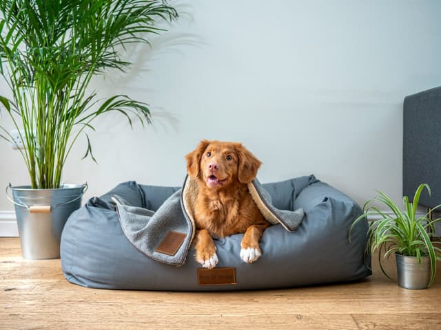 Quelle clinique choisir pour votre animal ?
