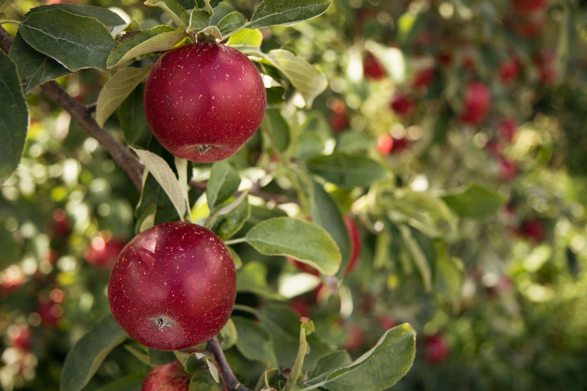 apple trees luxembourg, Orchard month begins in Müllerthal