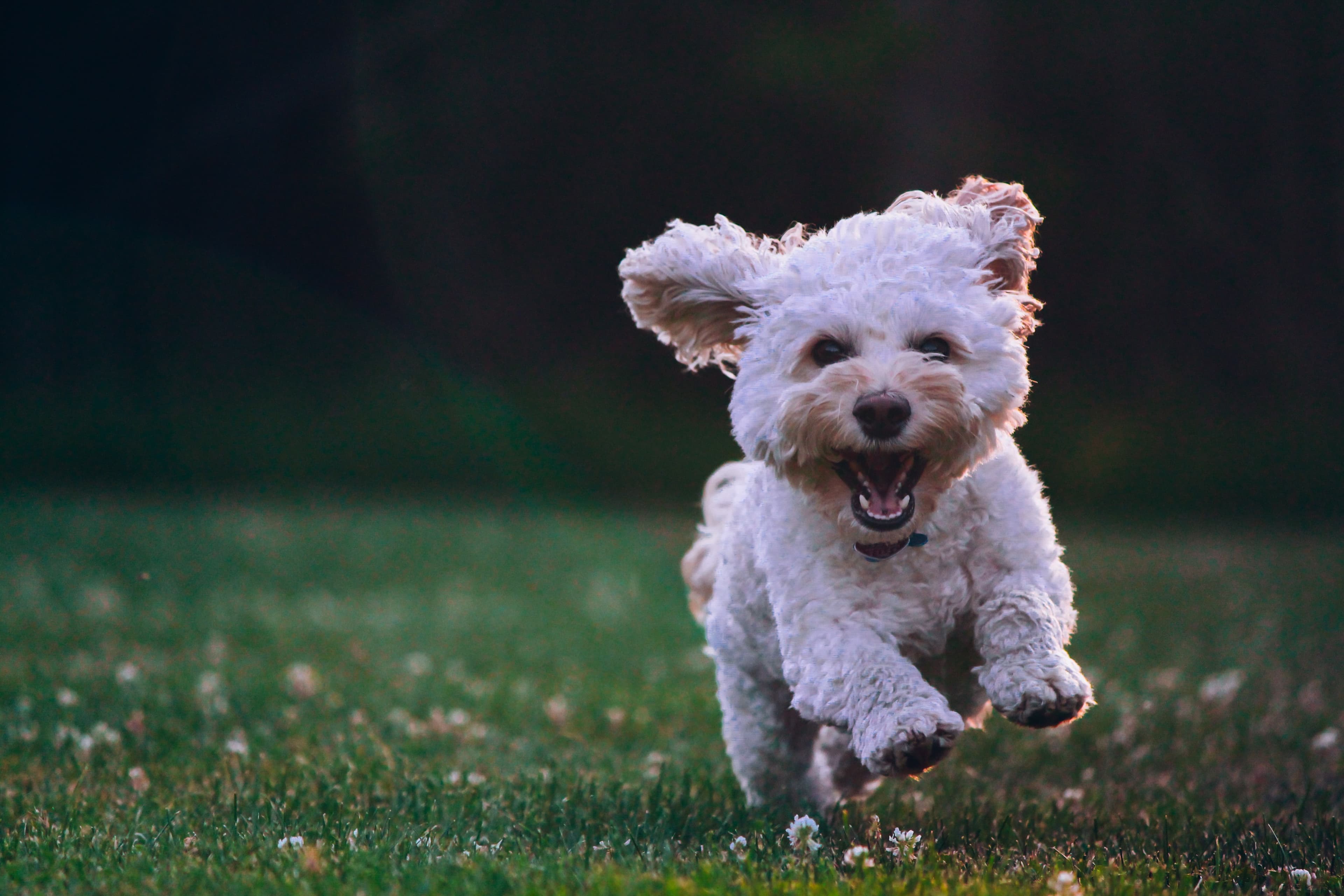 Luxembourg events for March 31 to April 2: pet-friendly weekend