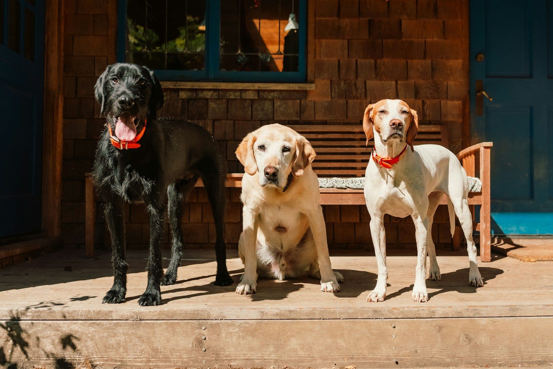 Dogs in Luxembourg