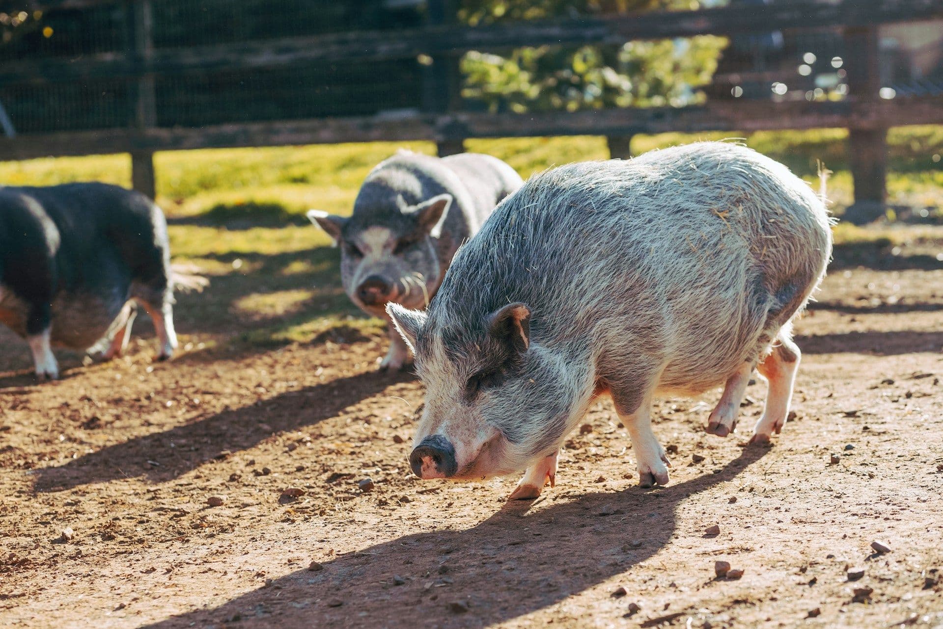 Pigs in Luxembourg, PPA