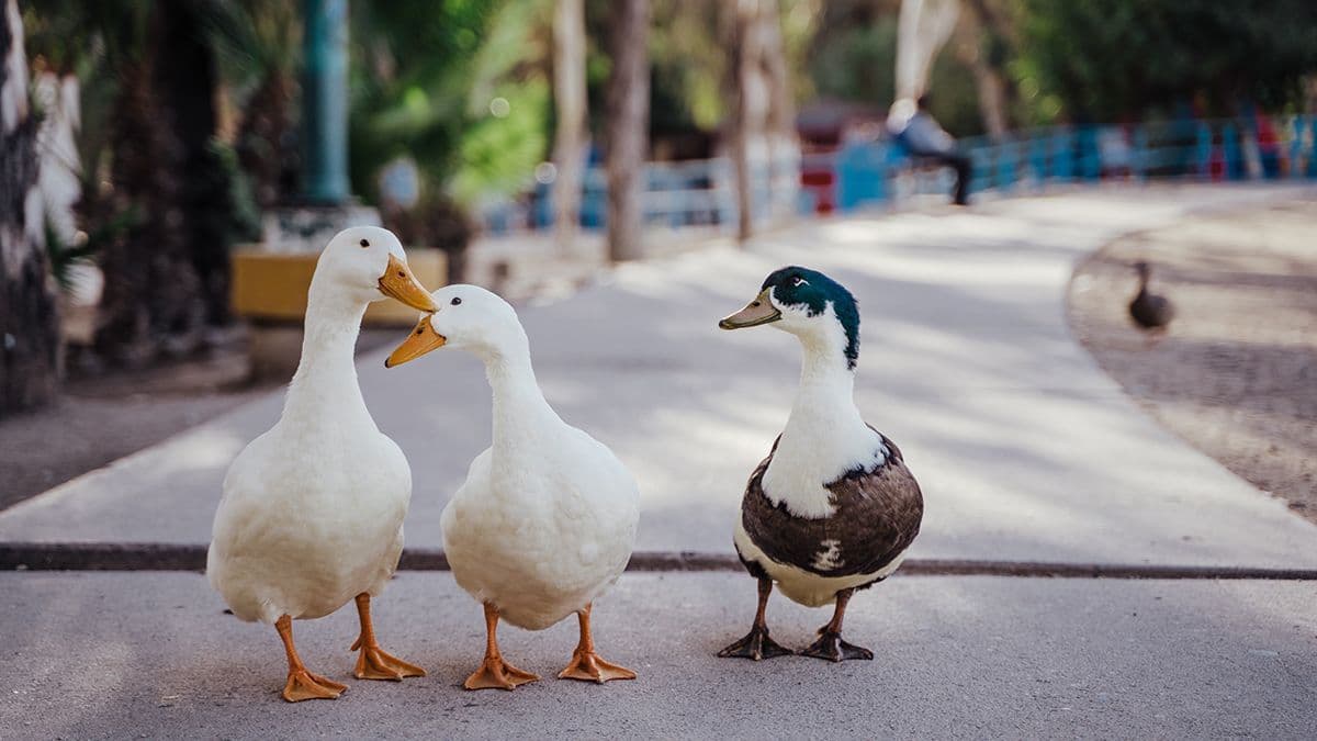 Bird flu in Useldange