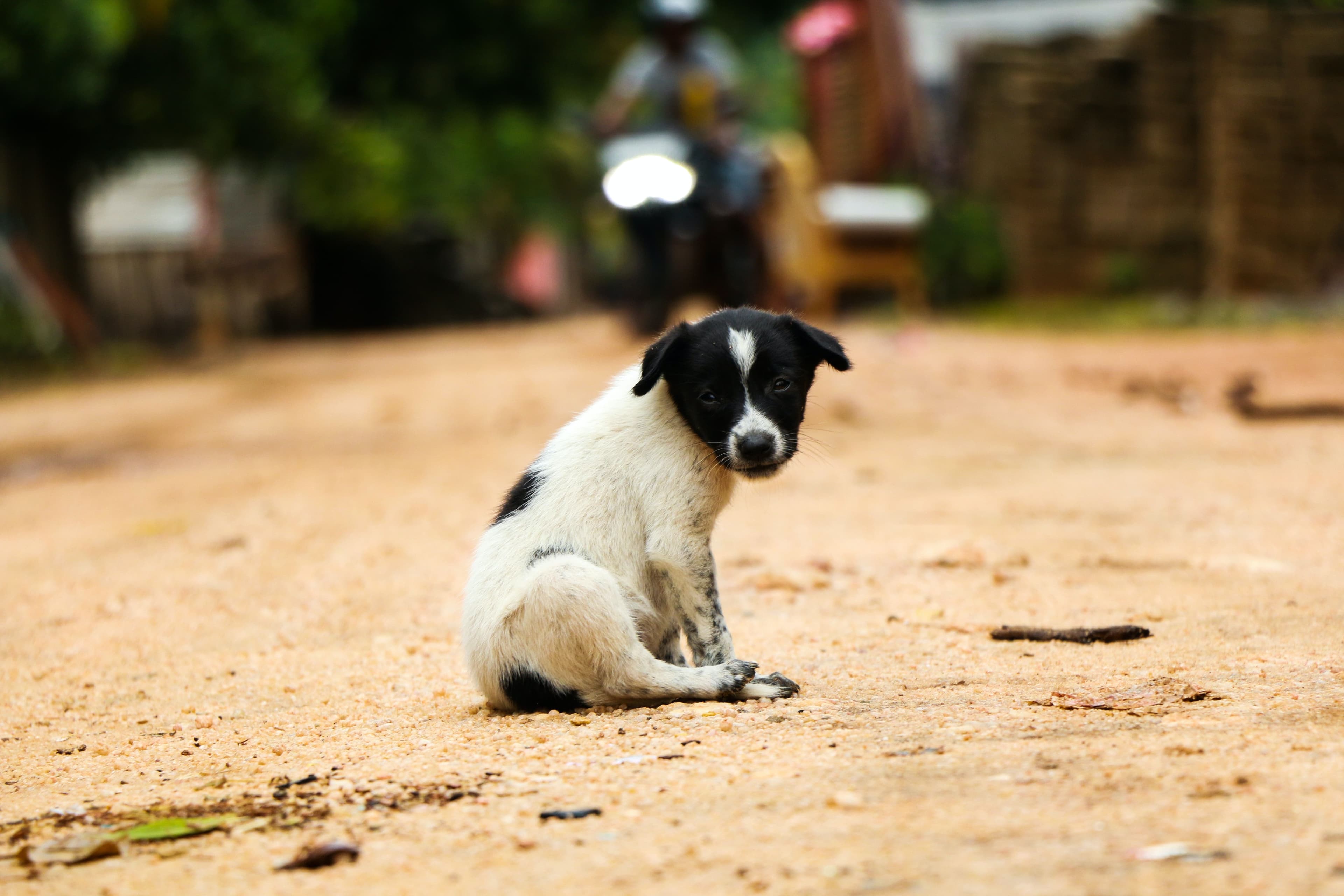 Luxembourg veterinary service against animal entry