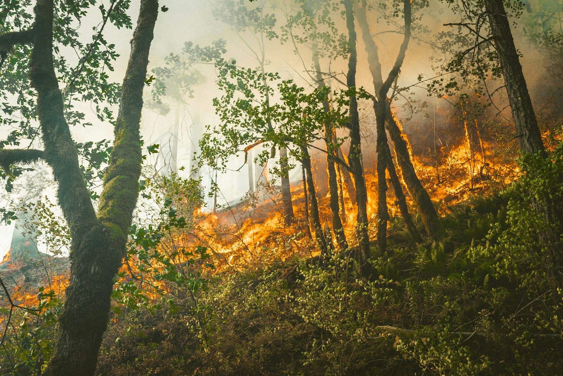 Forest fire prevention in Luxembourg