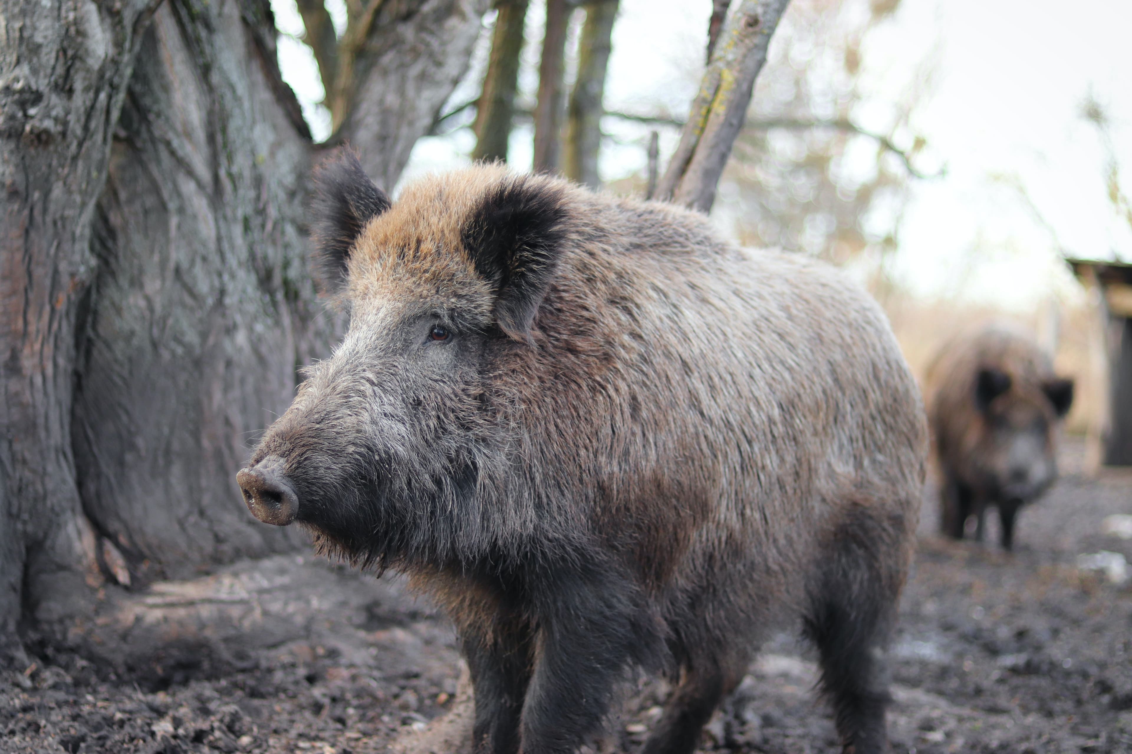 Wild boar causes traffic jam on A7 in Luxembourg