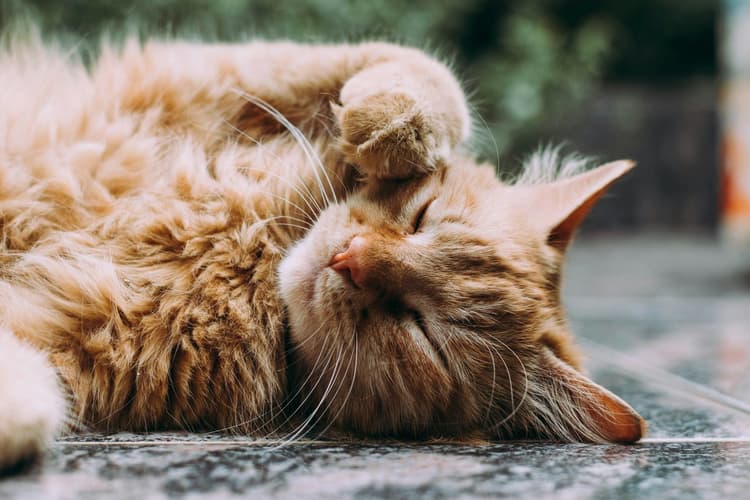 How to Get a Cat in Luxembourg: Rules, Documents, and Practical Advice for 2026