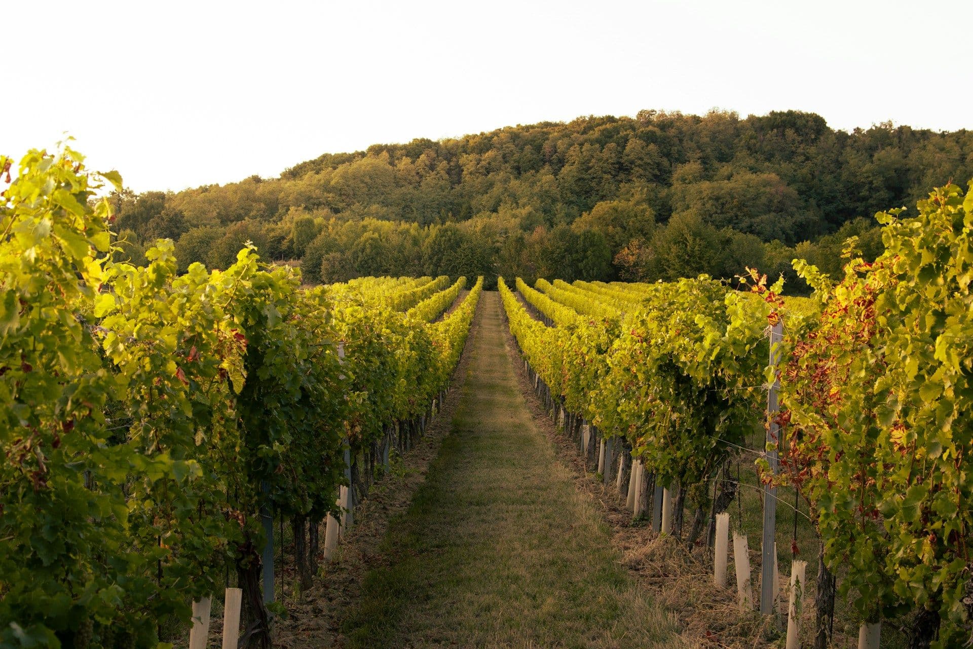 Luxembourg vineyards are endangered