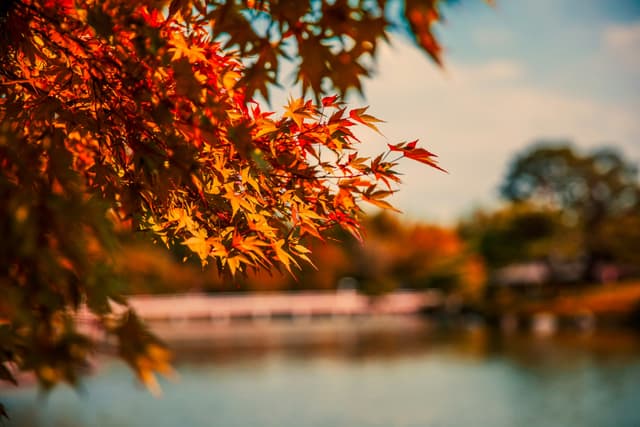 Where to go in autumn 2024 in Luxembourg: festivals and fairs to visit this season