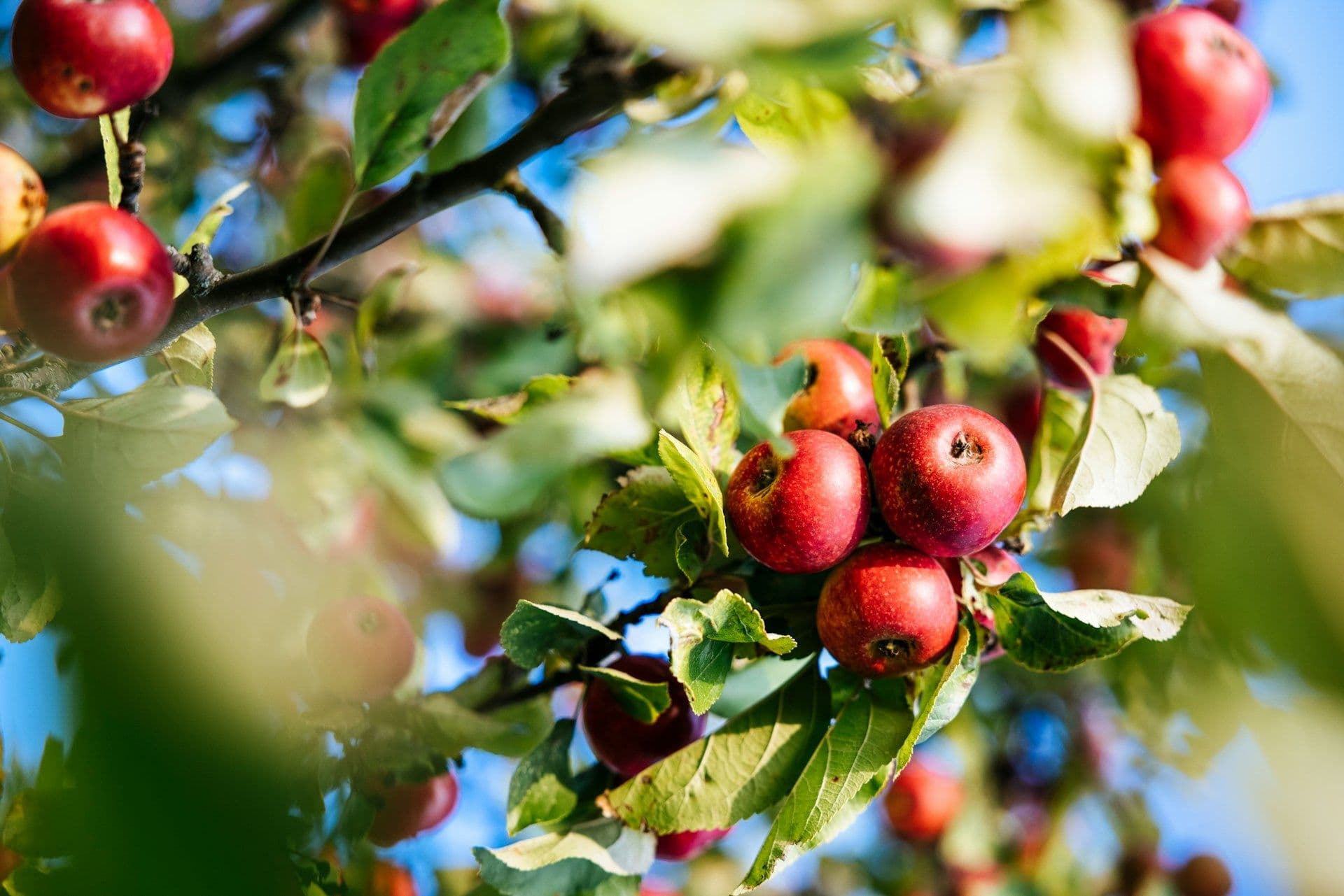 Fruits for free in Luxembourg