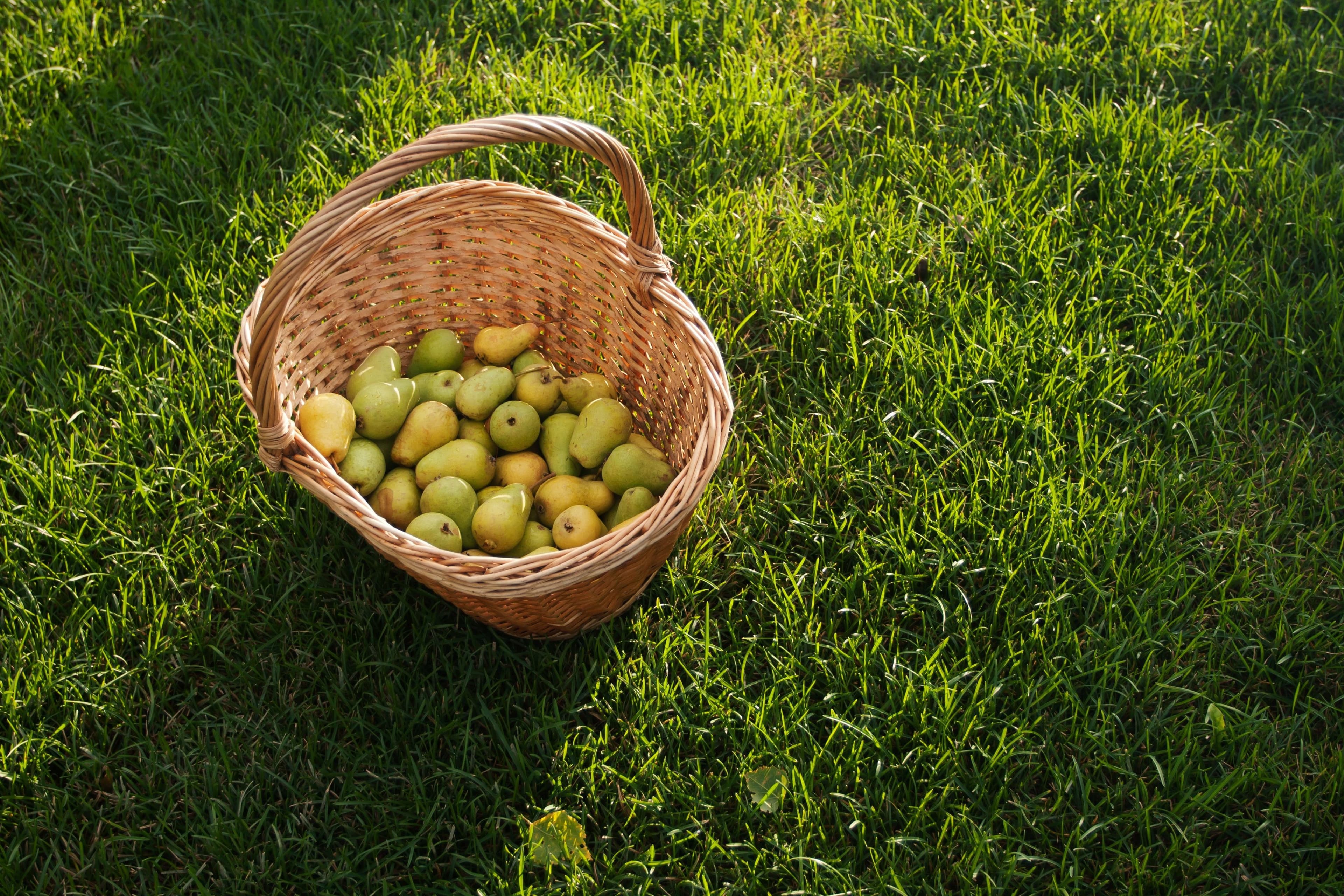 Orchard Month begins in Mullerthal