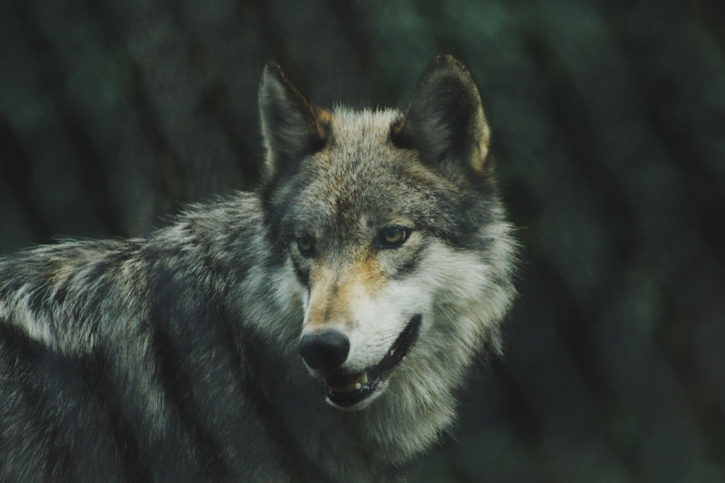 Wolves are on the rise in the EU