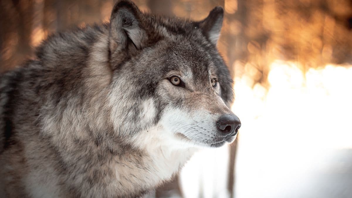 A wolf might be stalking Troisvierges