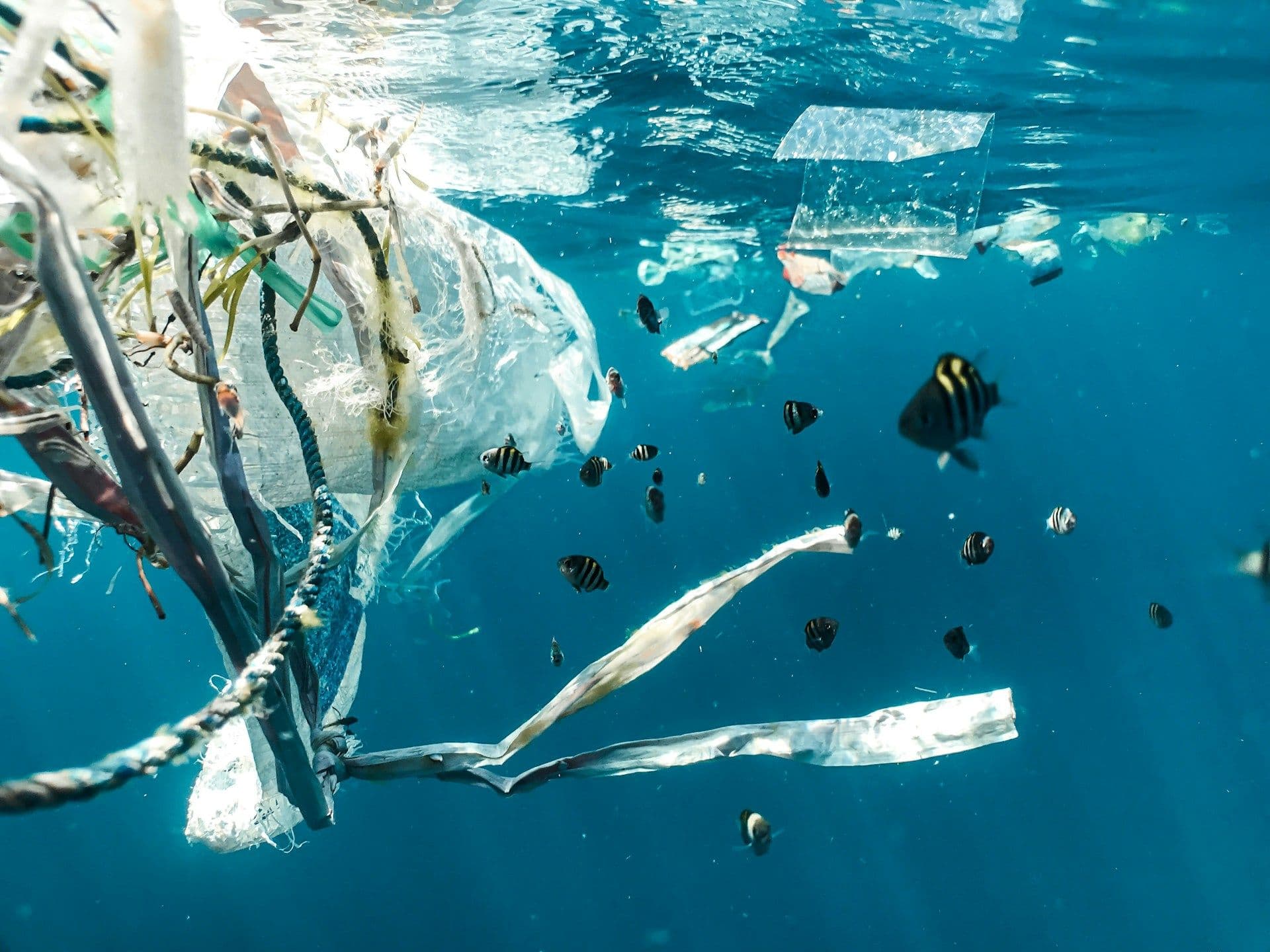 Plastic pollution