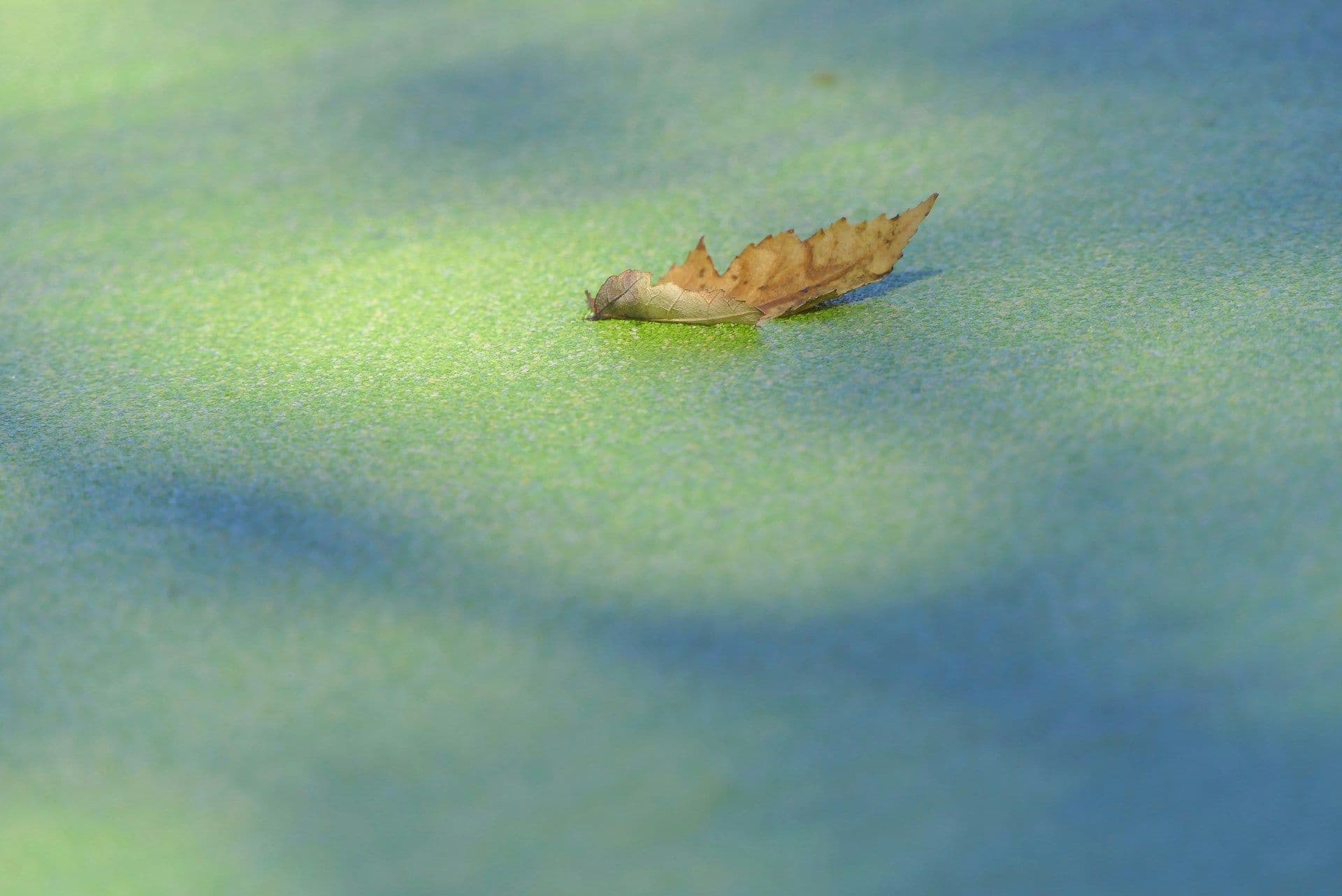 Blue-green algae in Luxembourg