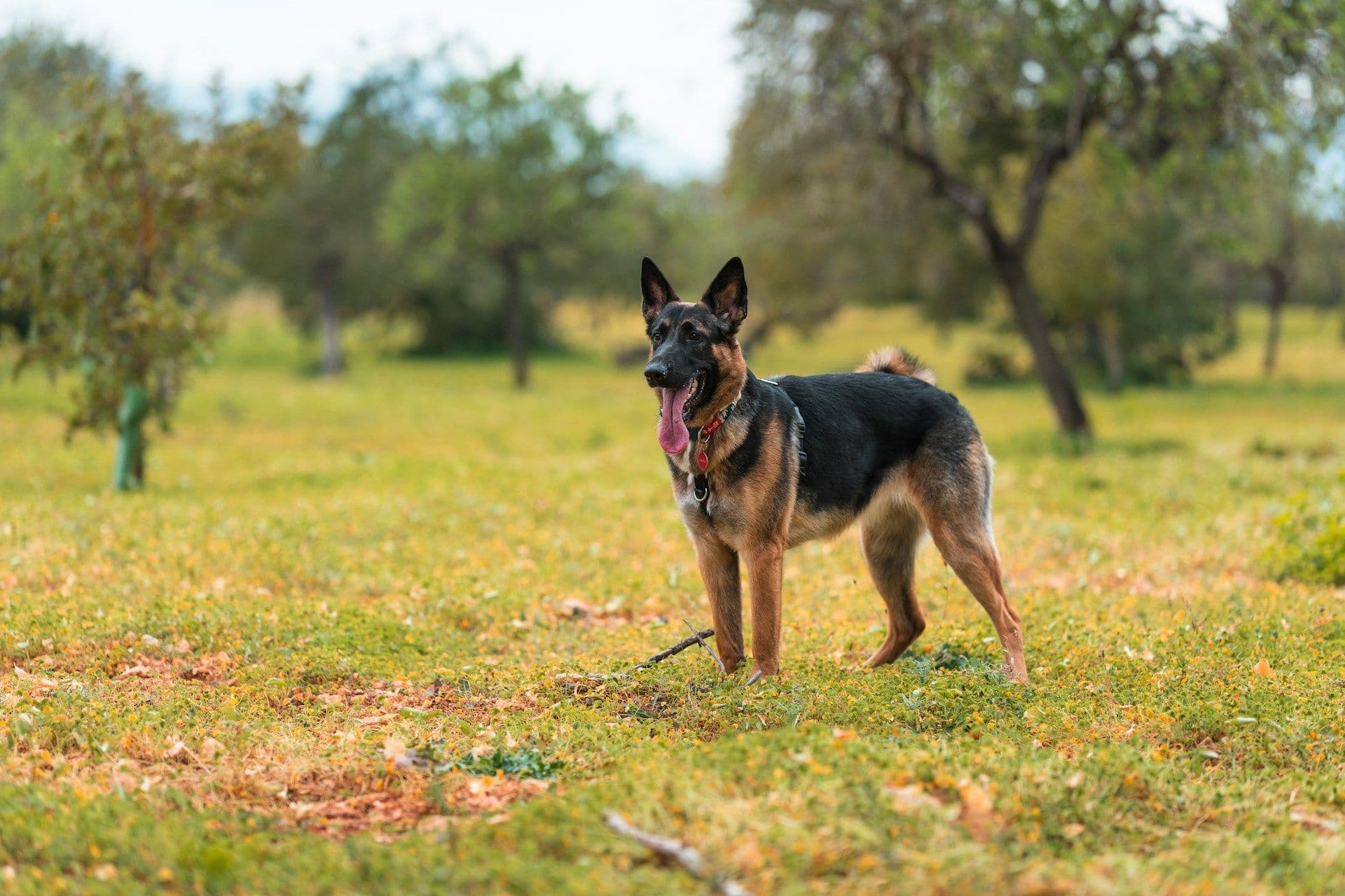 Service dogs in Luxembourg