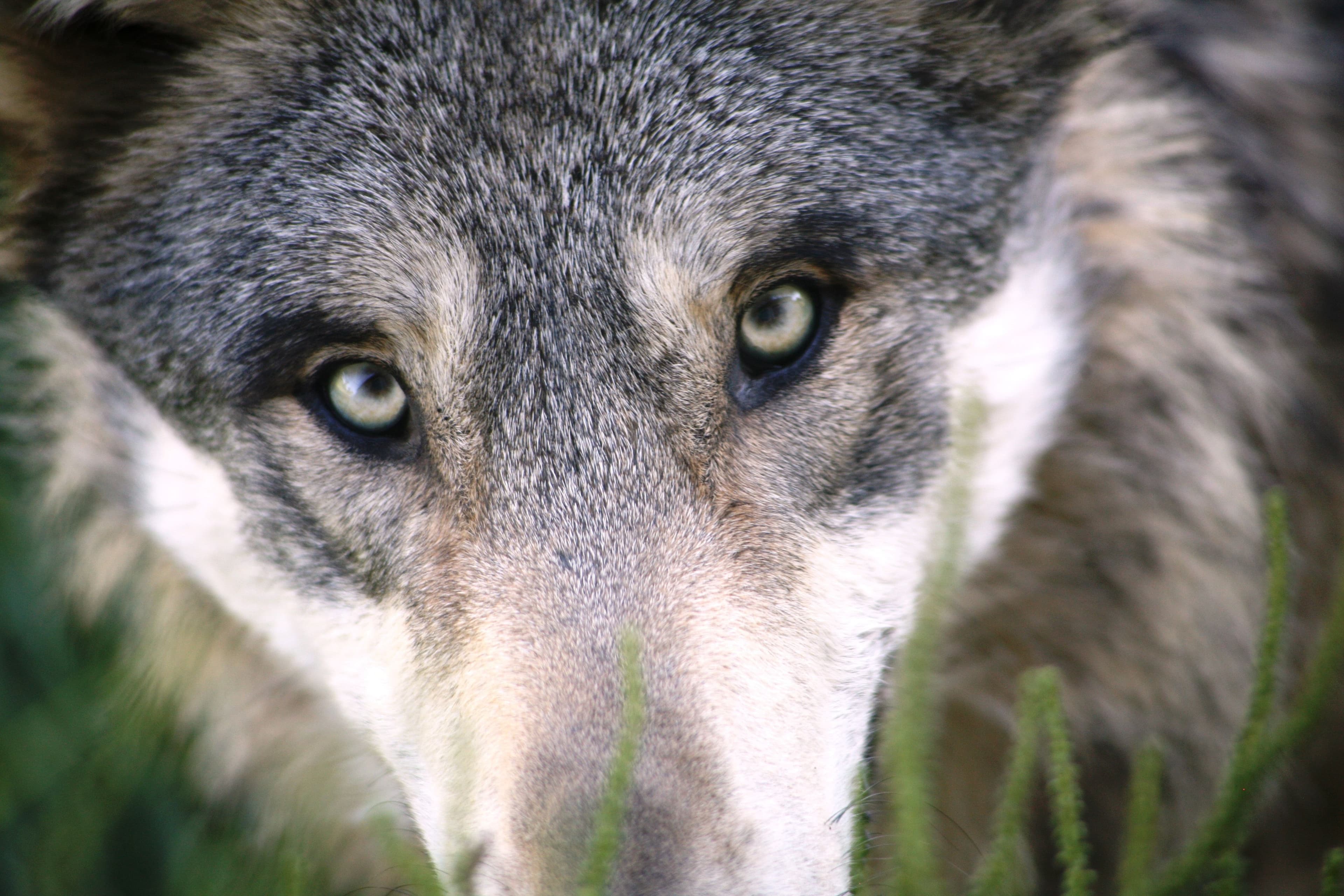 The wolves are back in Luxembourg. Now from the east