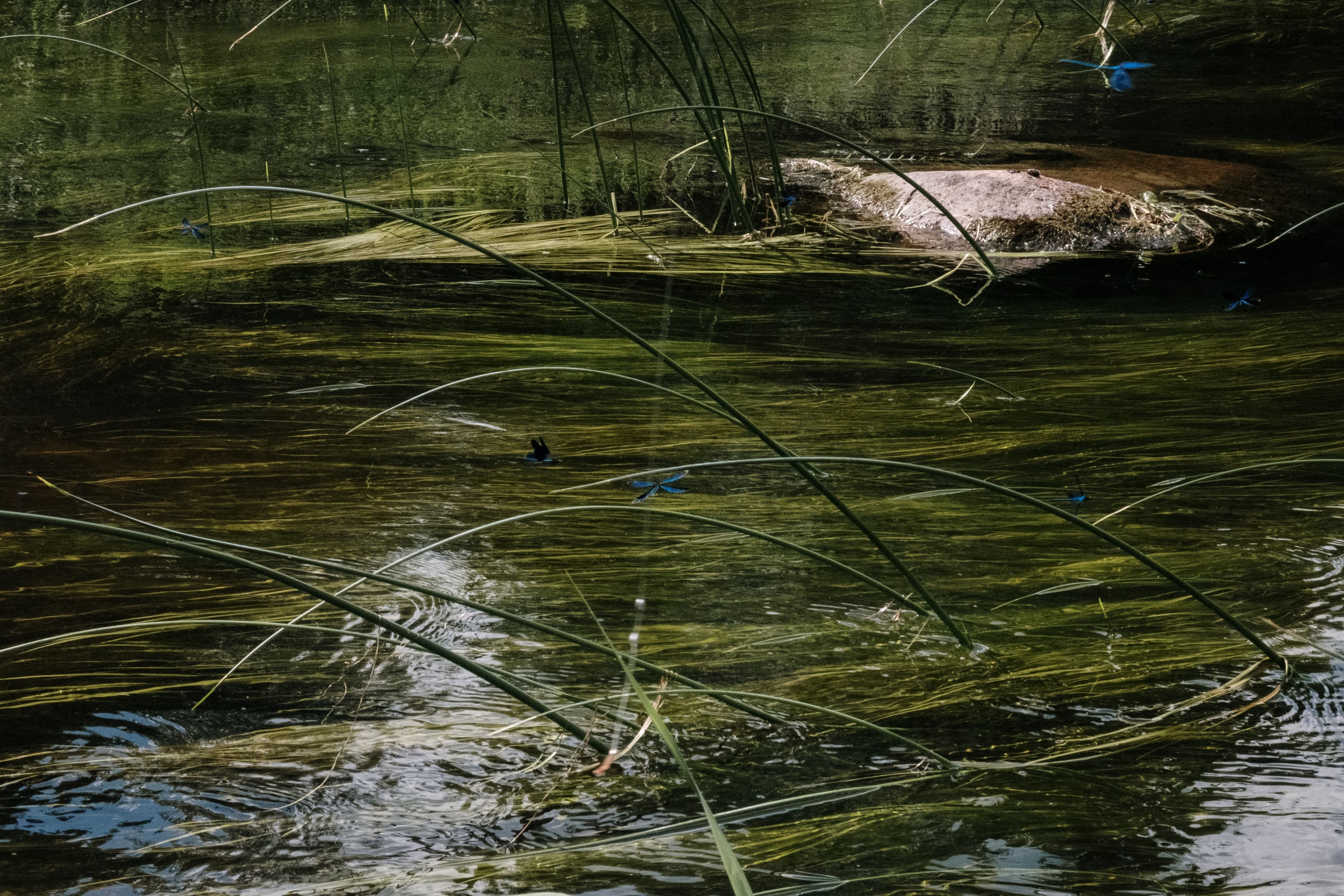 Anyone in Luxembourg can report cyanobacteria