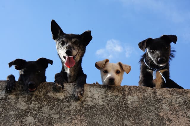 Comment les animaux sont-ils traités au Luxembourg ?