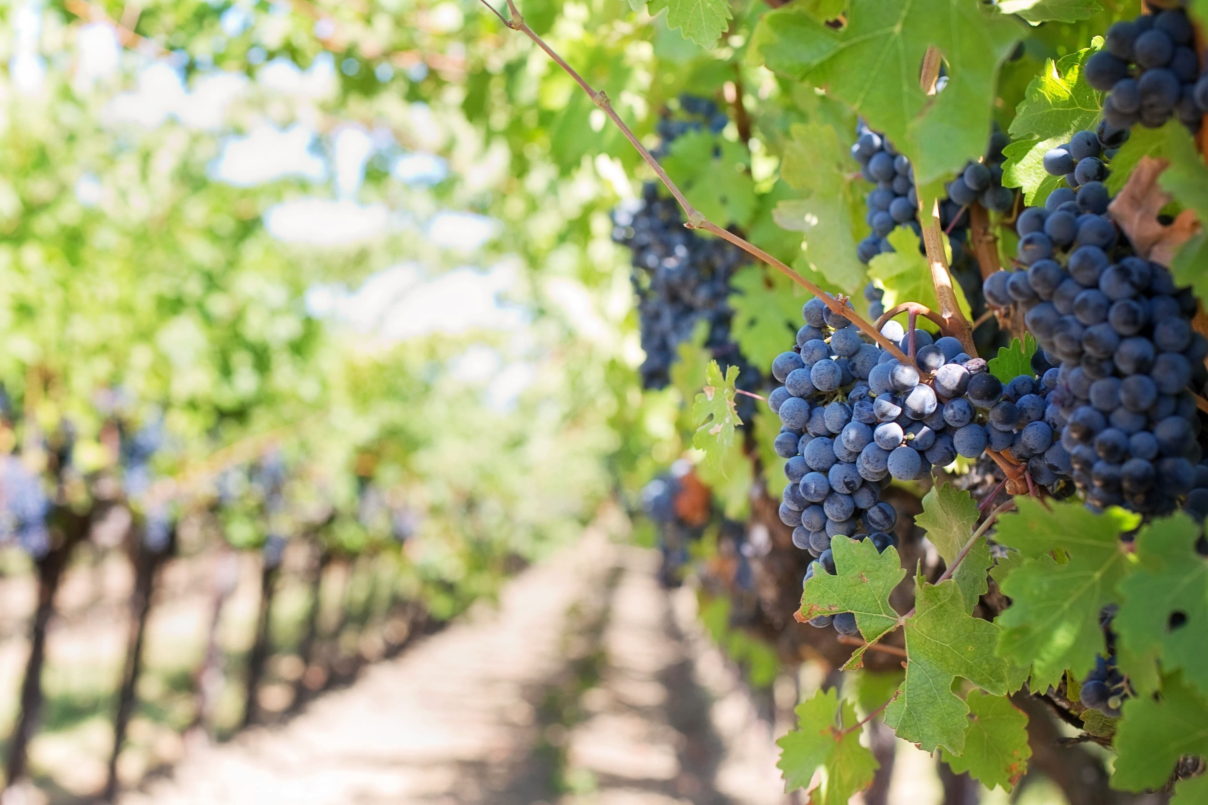 Seasonal work in the vineyards to resume soon