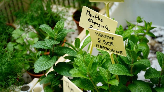 Лекарственные растения Люксембурга: зеленая аптека у ваших ног
