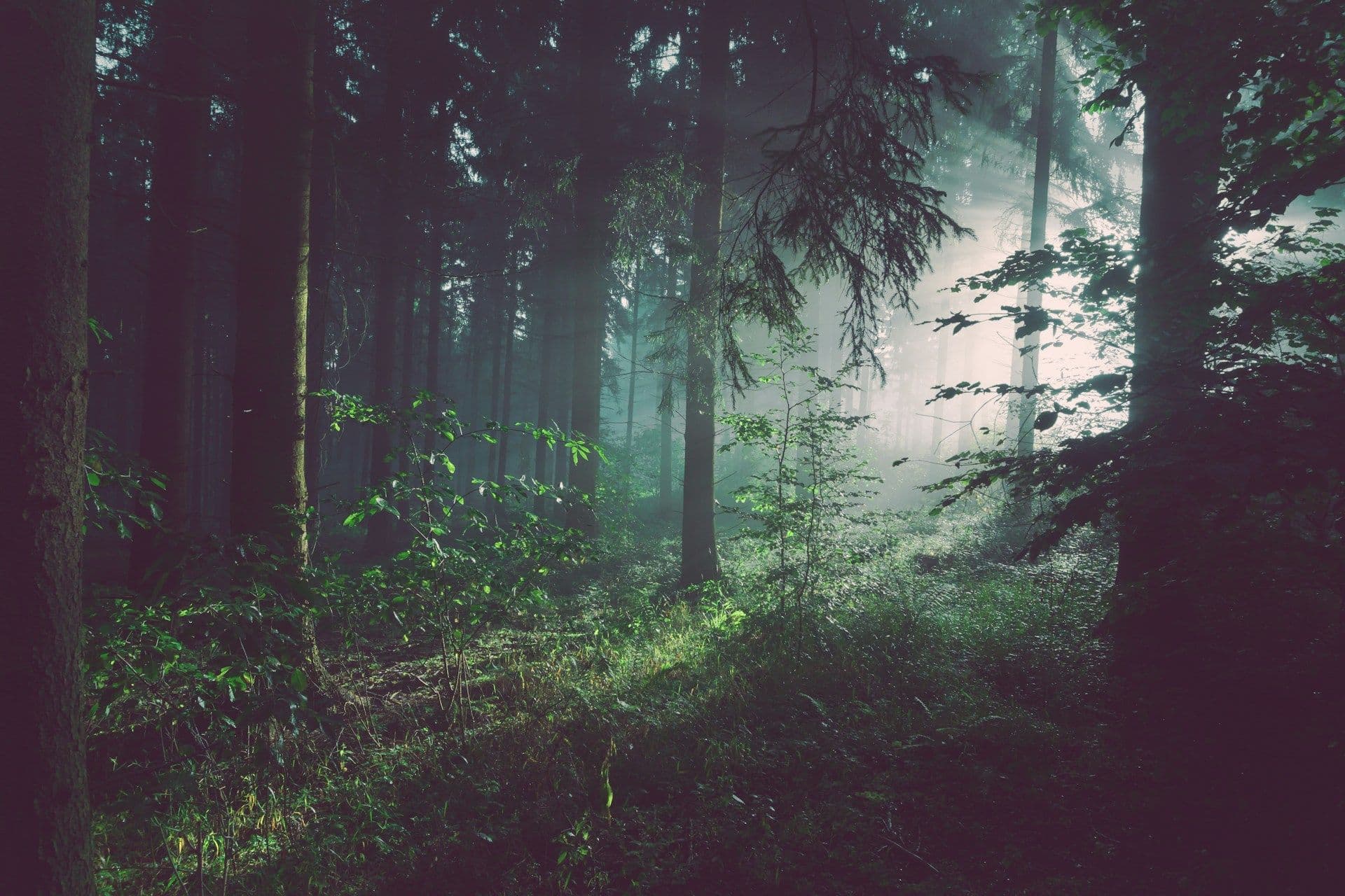Forests of Luxembourg
