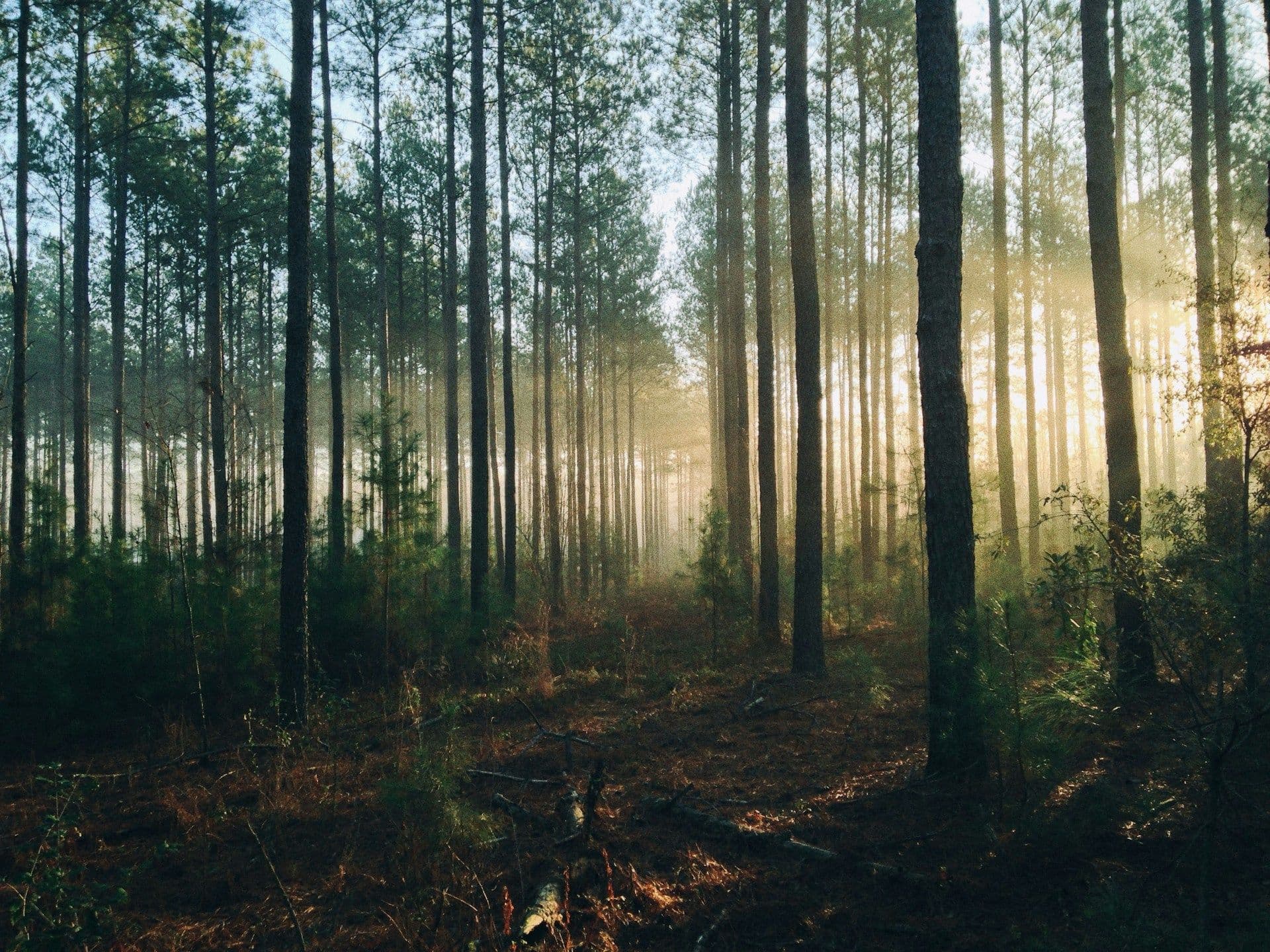 Forests of Luxembourg