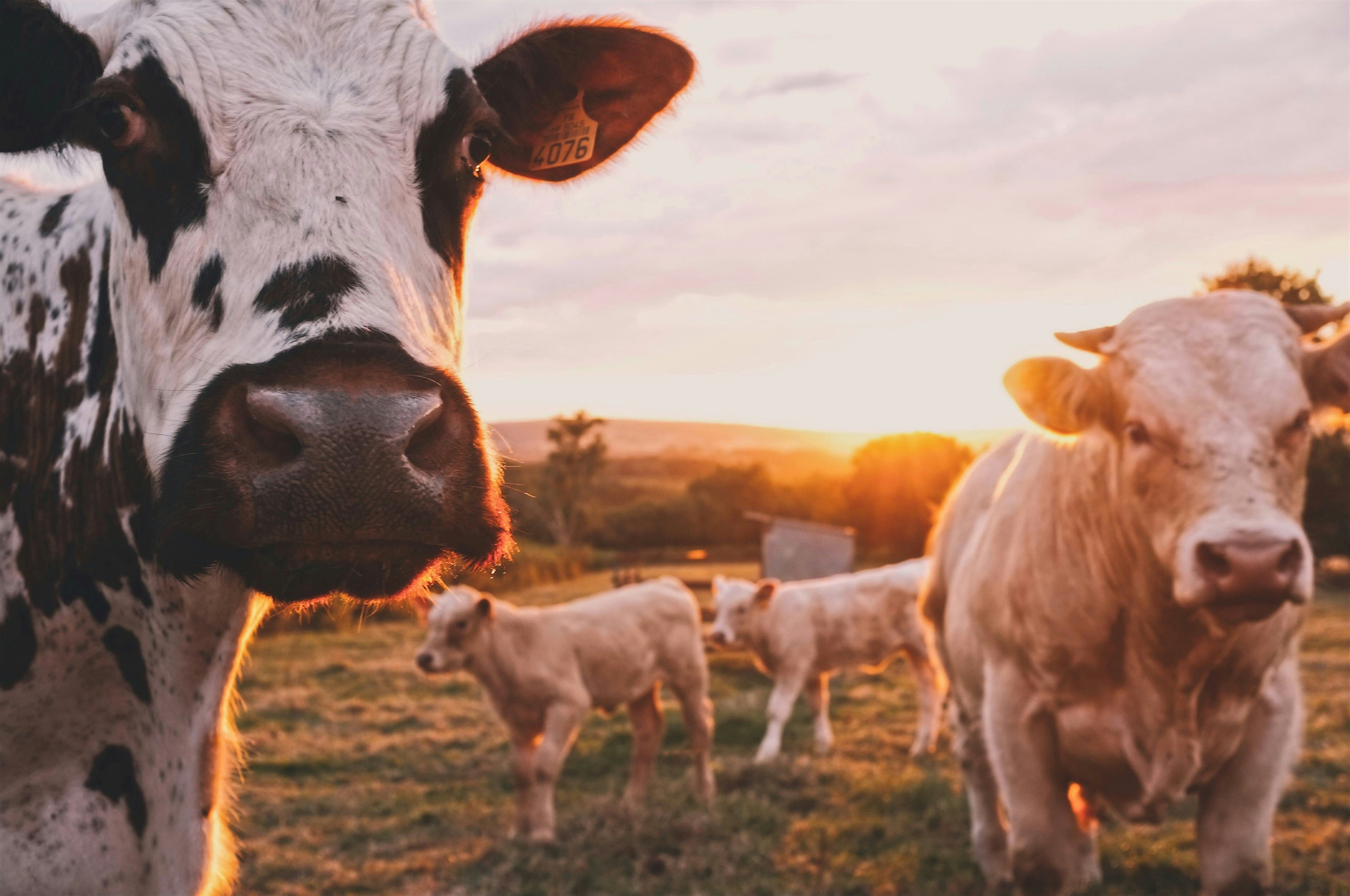Cows, cattle in Luxembourg, MKS