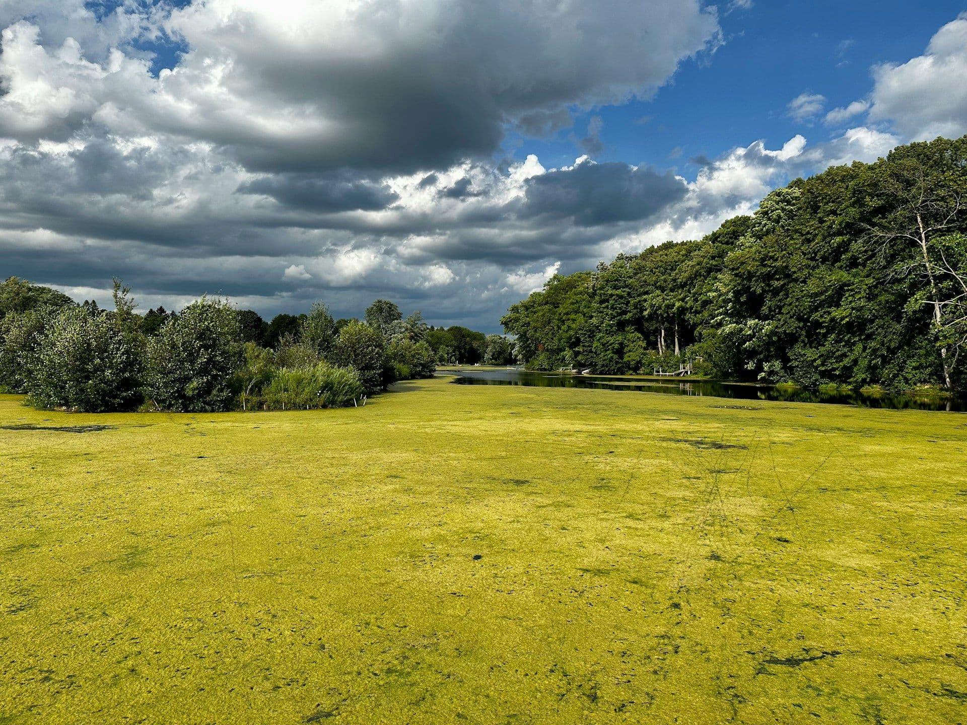 Blue-green algae in Luxembourg