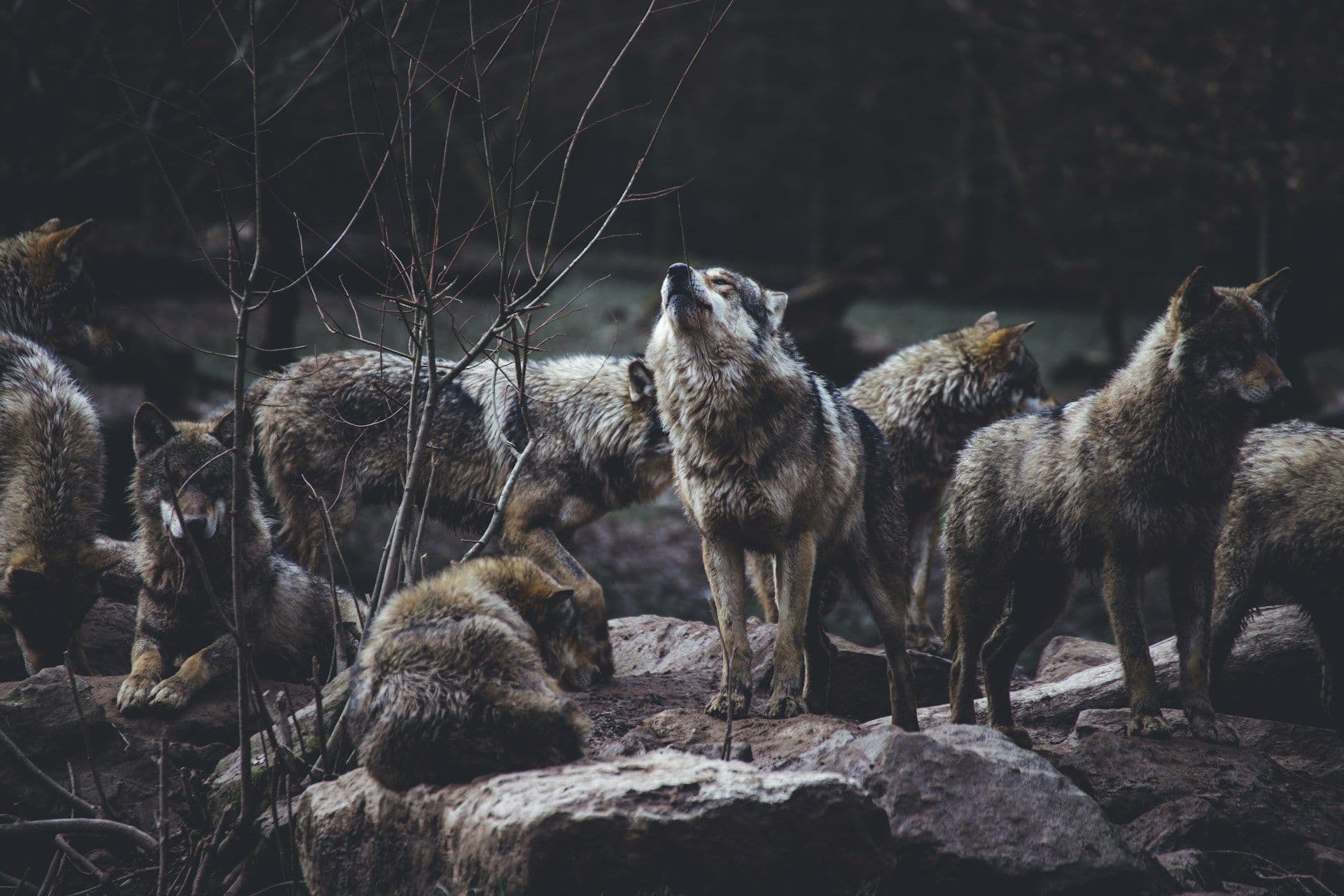 Wolves in Luxembourg