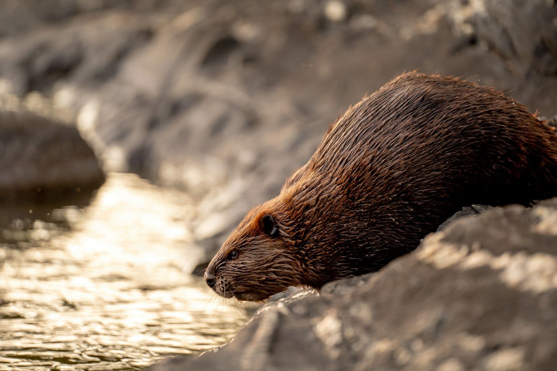 Czech beavers saved the gouvernment