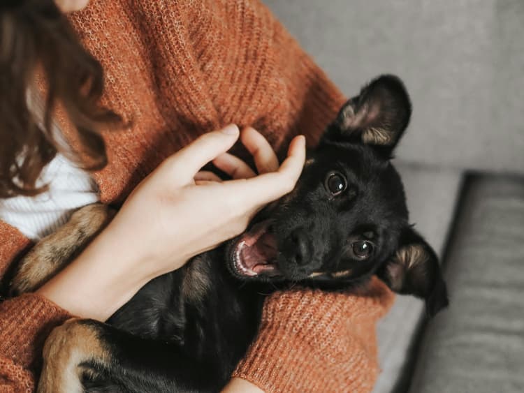 How to get a dog in Luxembourg
