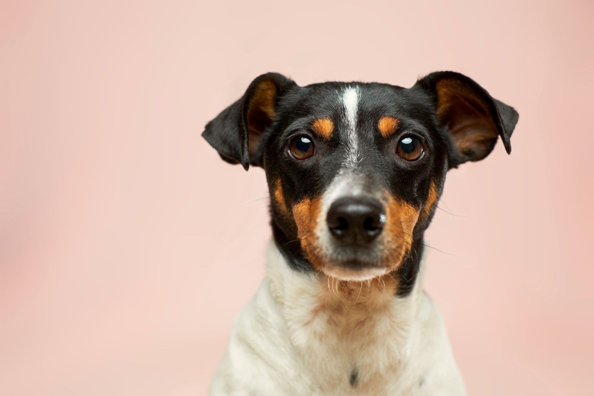 Dog tax in Luxembourg