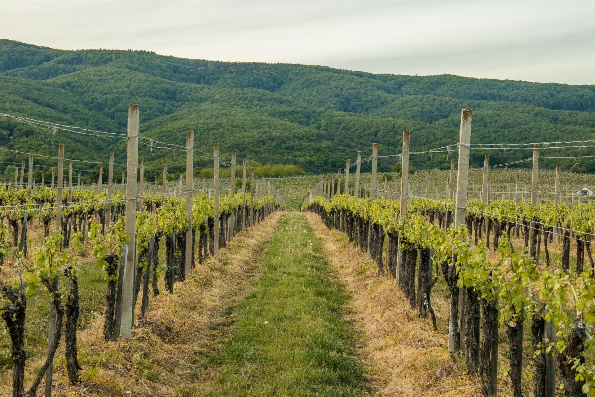 Wine and vineyards in Luxembourg