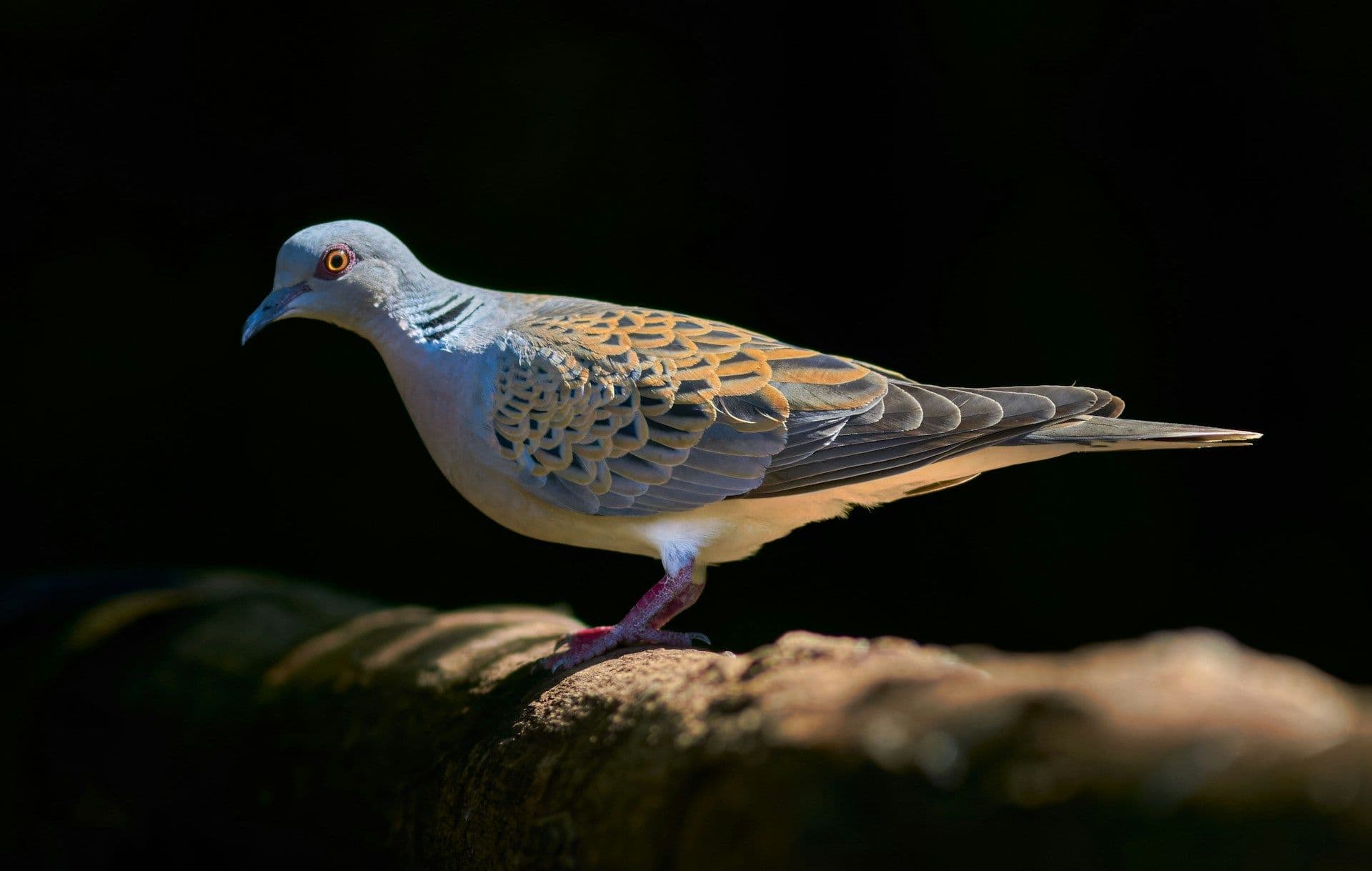 Pigeon infection in Luxembourg
