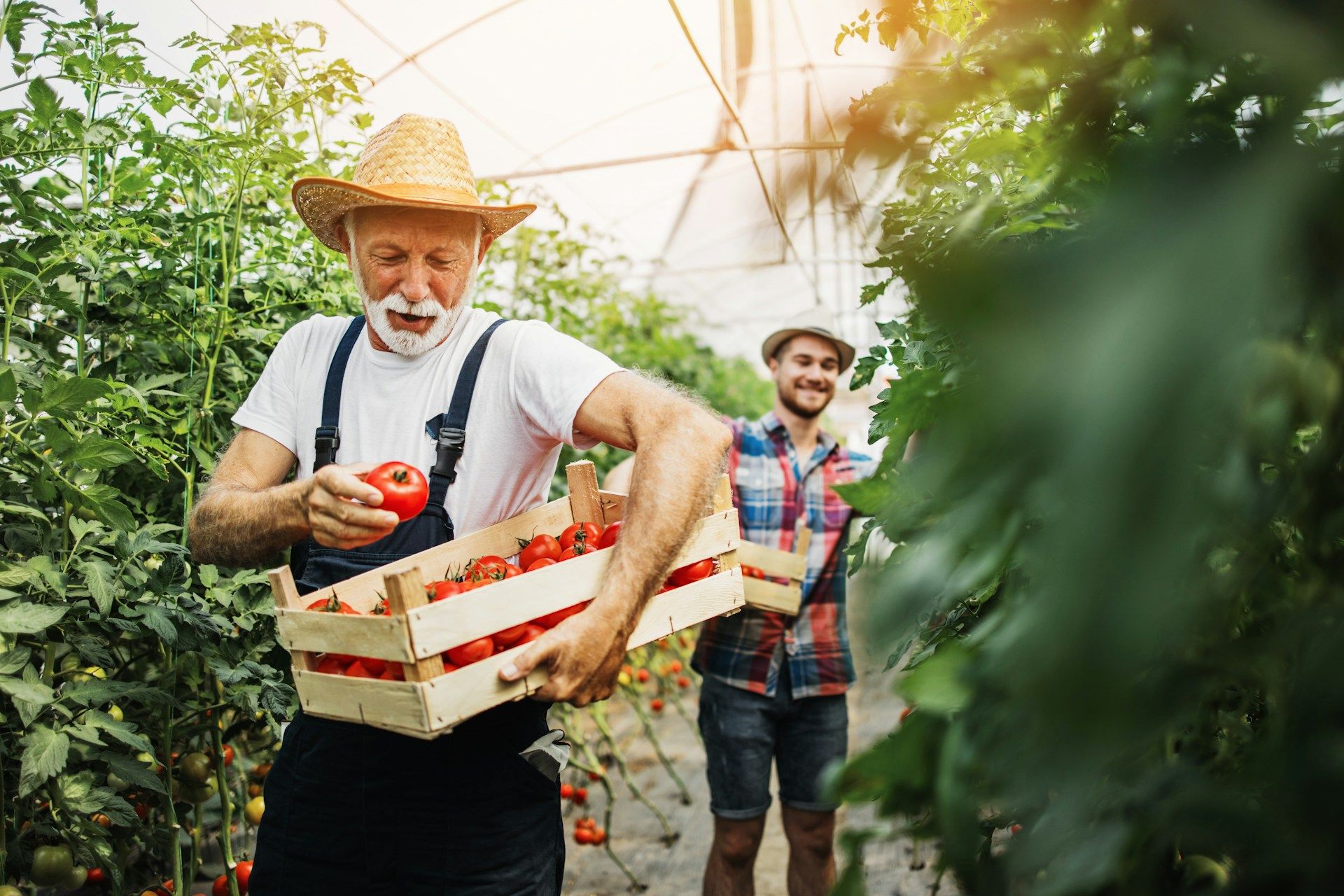 The heat is slowing down the ripening of the crop