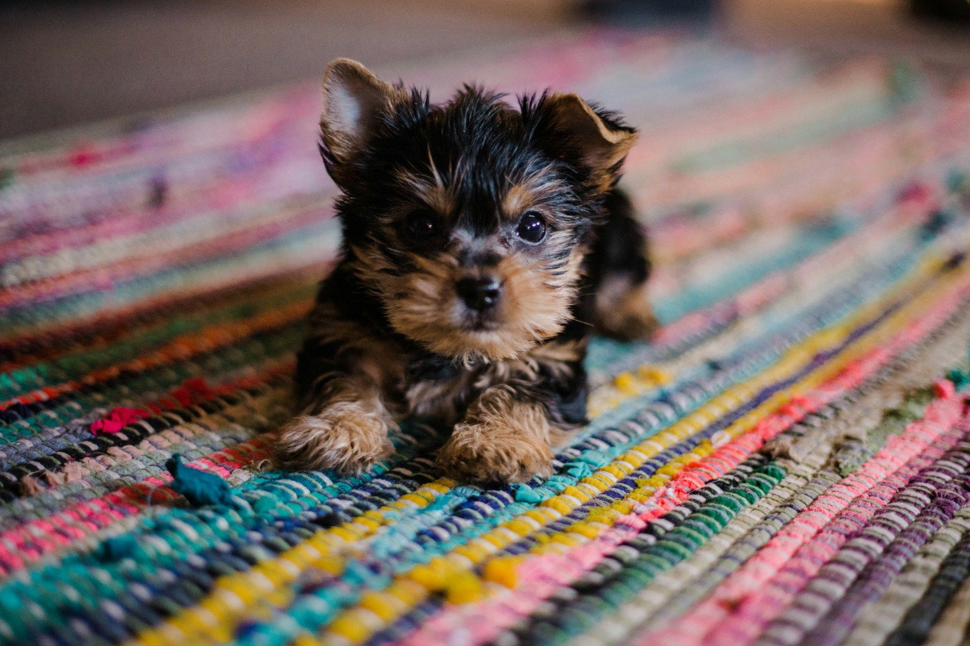 Luxembourg has banned illegal ‘puppy yoga’