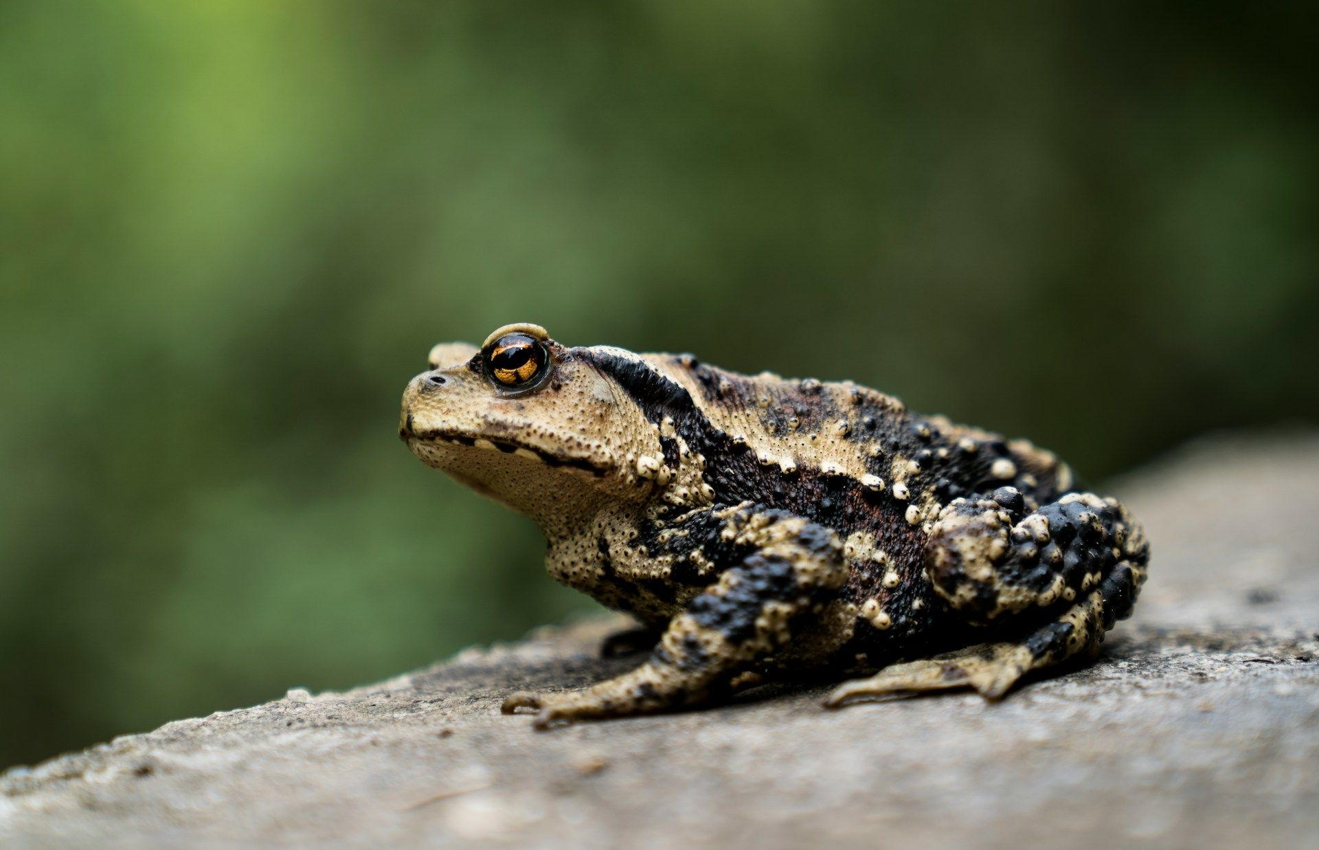 Luxembourg's toads are in danger