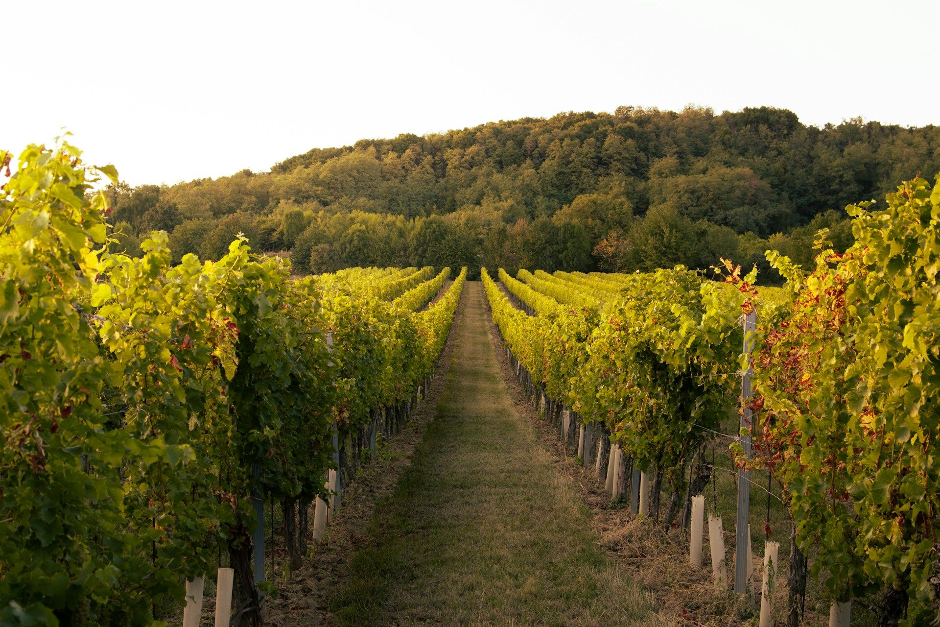 Farmers are burning down vineyards because of a bacterium