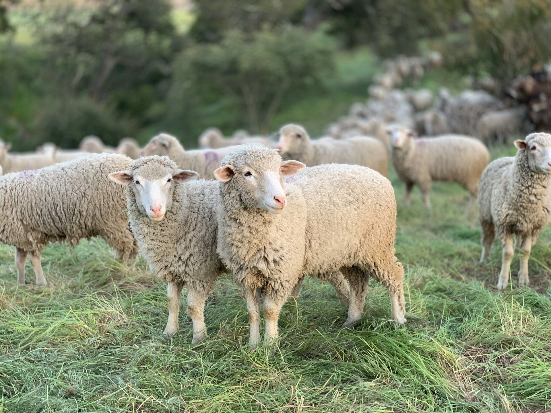 Luxembourg hosted the largest agricultural fair