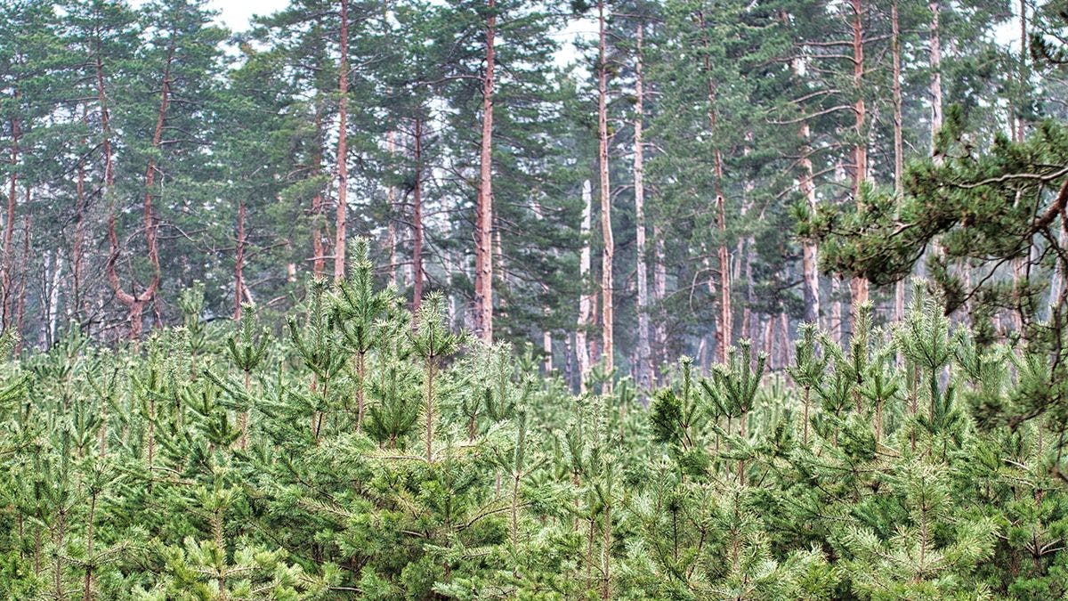 В Люксембурге появился микролес из 600 деревьев