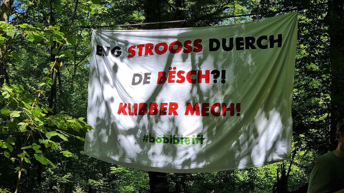 «Бобеш» остаётся. Как активисты противостоят вырубке леса