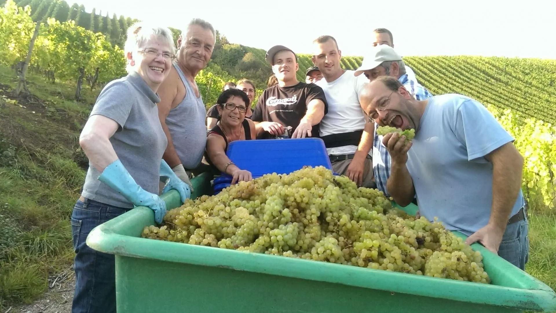 grape picking in Luxembourg, winery, grapes, harvesting