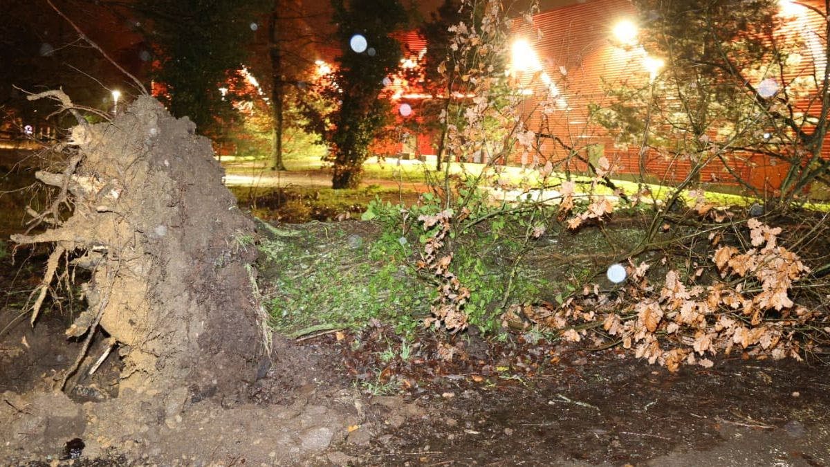 Четыре ДТП с жертвами за сутки, в Амневиле женщину насмерть придавило деревом
