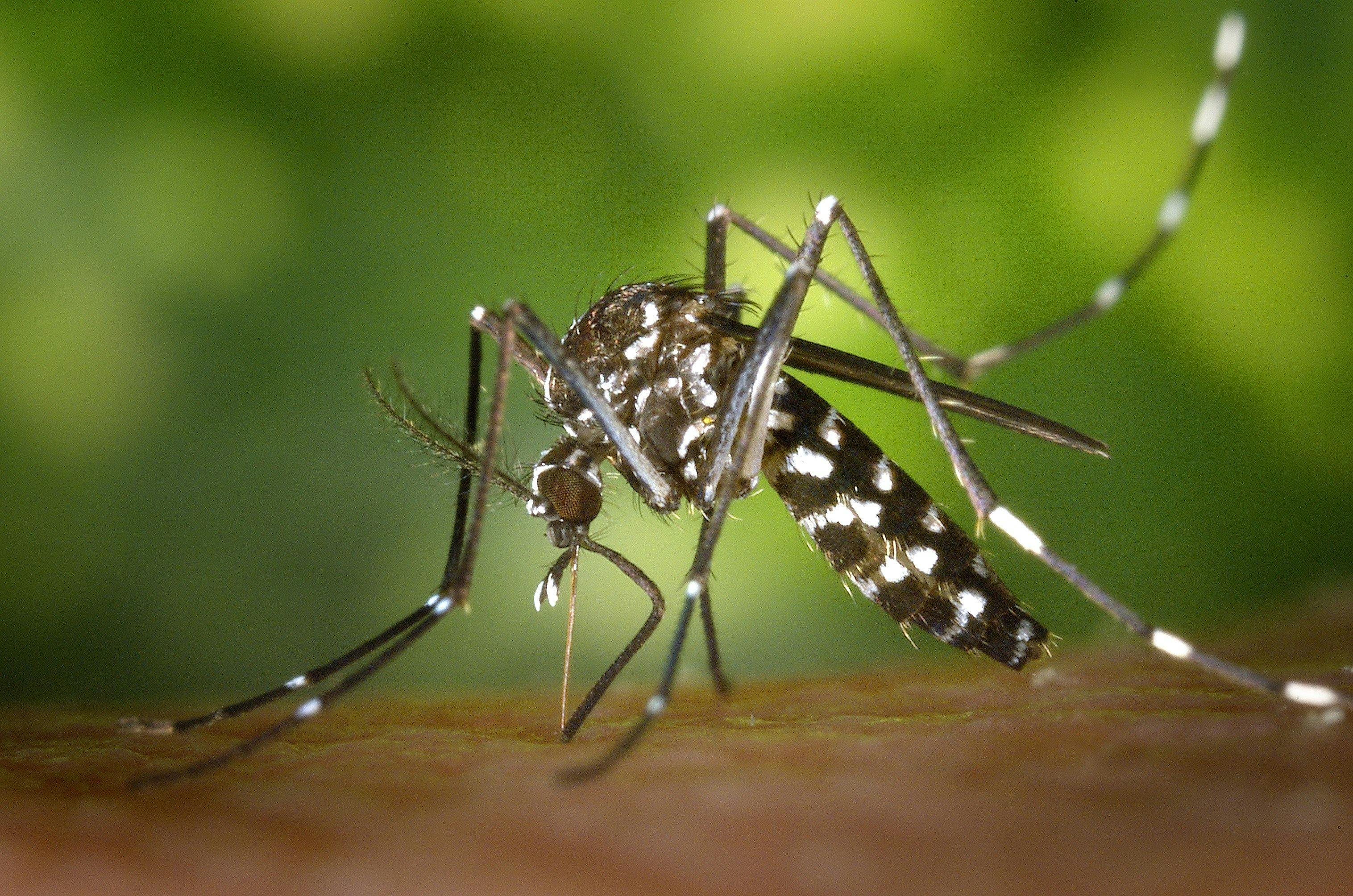 mosquito, insect, tiger mosquito.