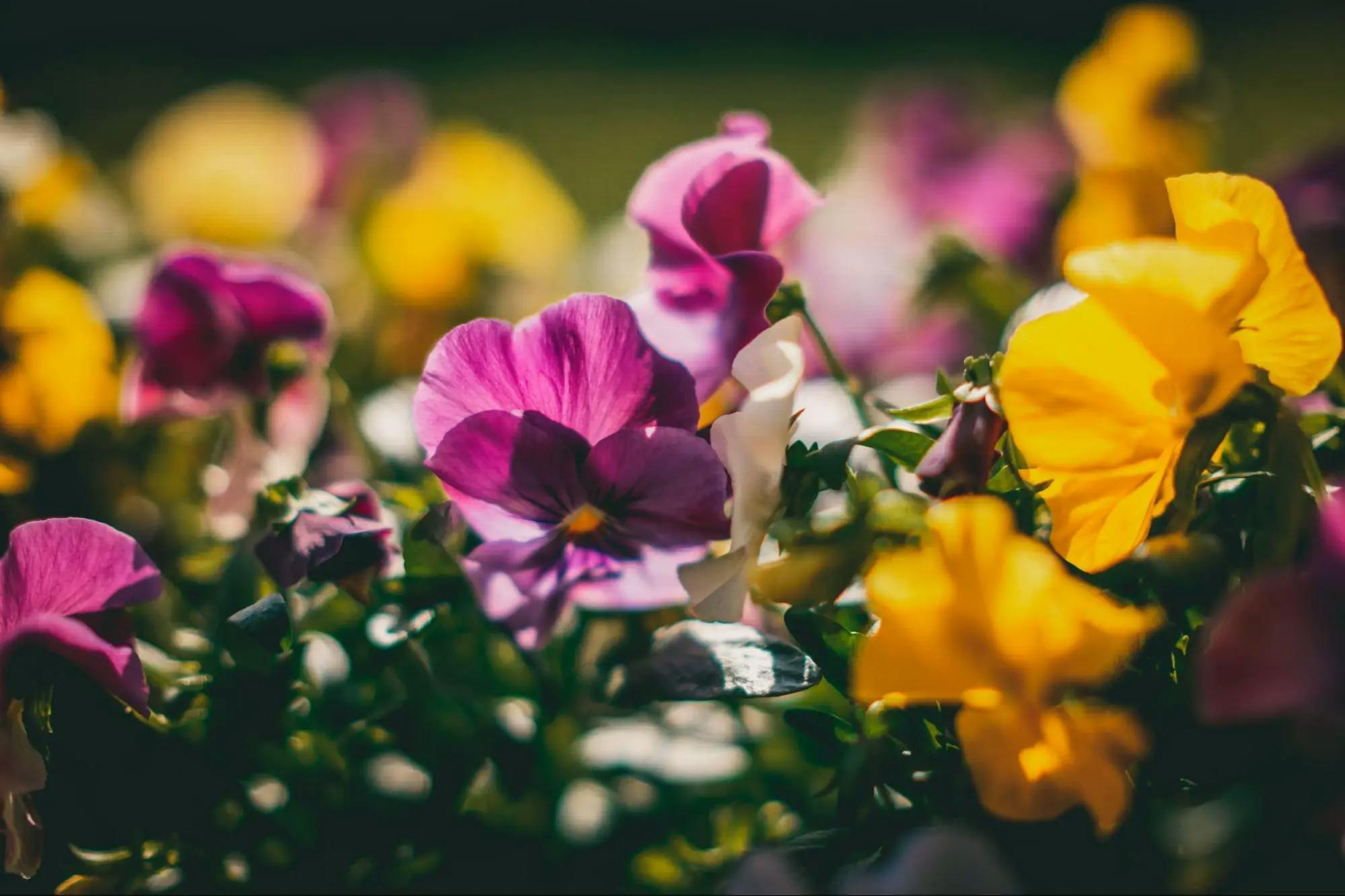 Pansies are the flowers that people usually leave at the graves on All Saints Day. Photo by Raimond Klavins, Unsplash