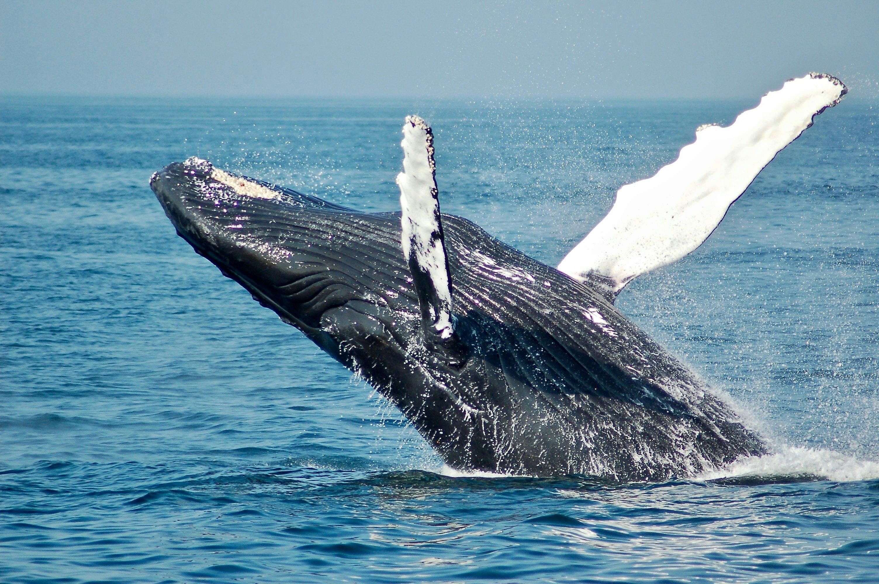 горбатый кит выпрыгивает из воды